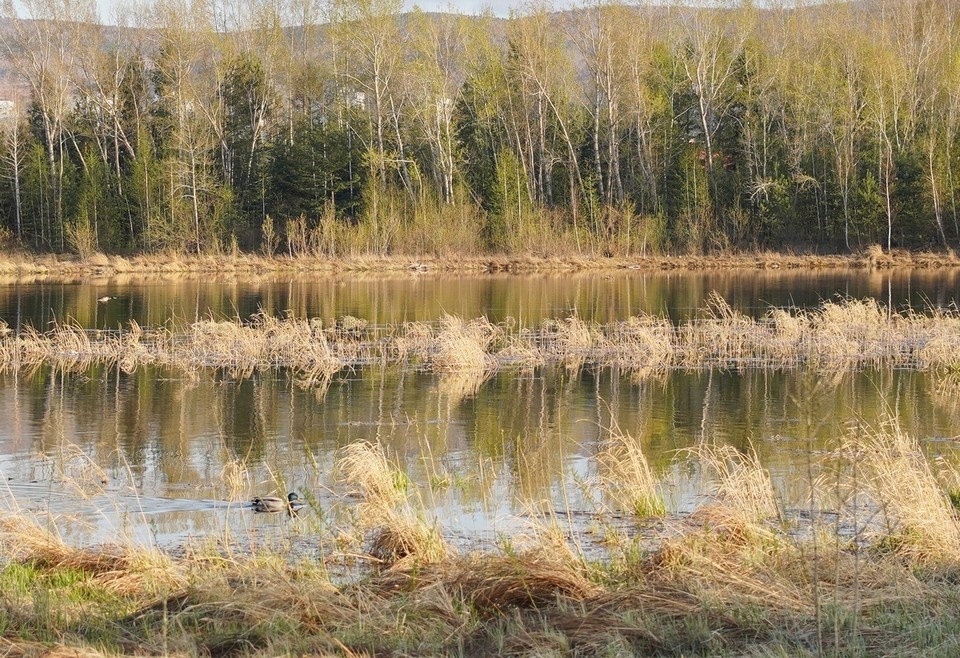    На очистку Минусинской протоки направят 510 миллионов рублей ИВАНОВА Диана