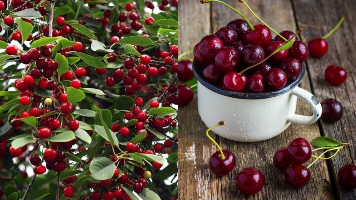 Вот так выглядит результат правильной схемы — ветки гнутся от урожая