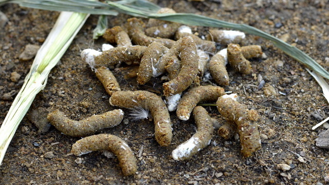 Весенняя подкормка — настой куриного помета разведенный водой