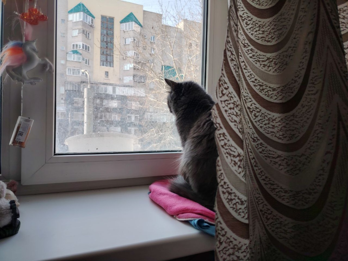 а коты любят горячий подоконник.