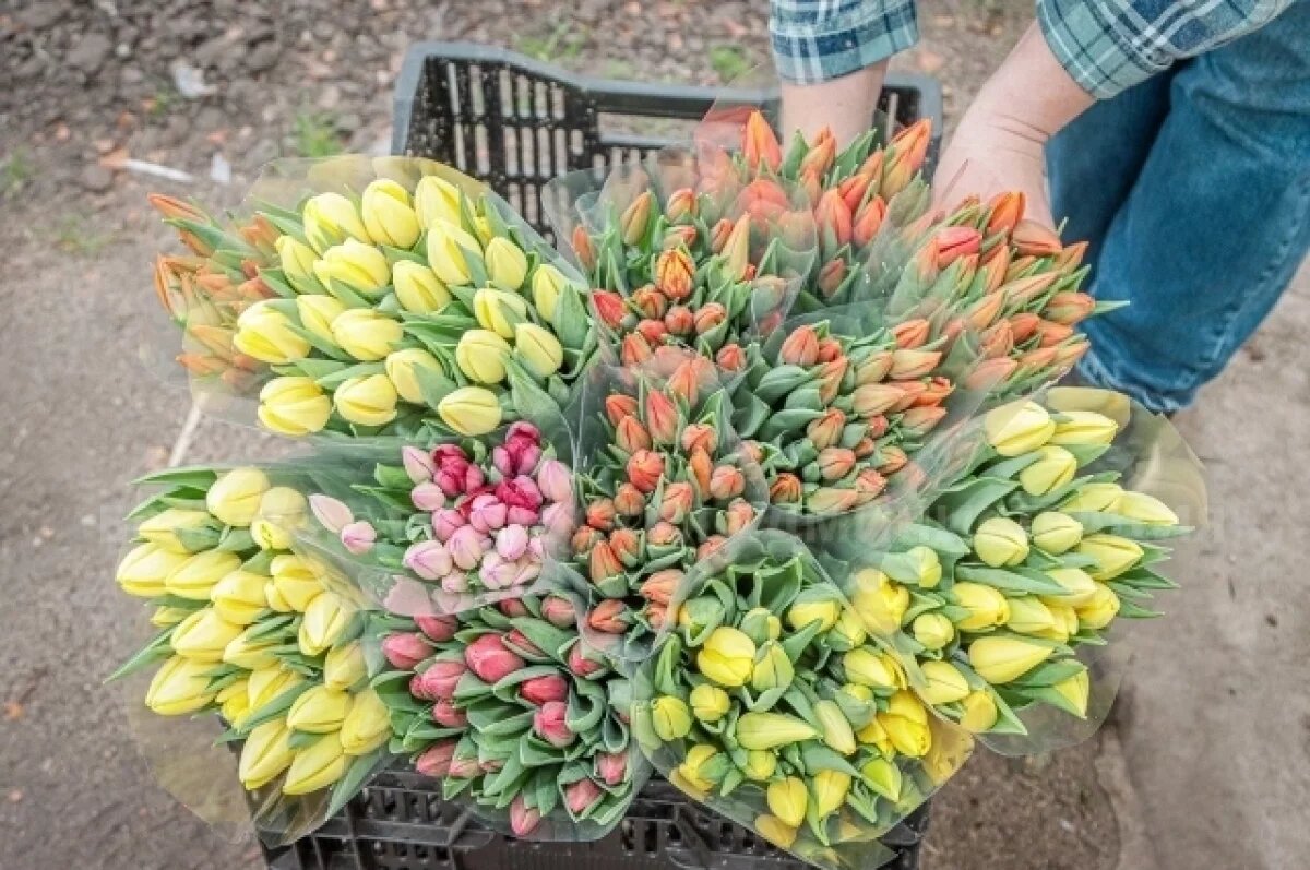    Дорожное управление Брянска вырастило к 8 Марта 30 000 тюльпанов