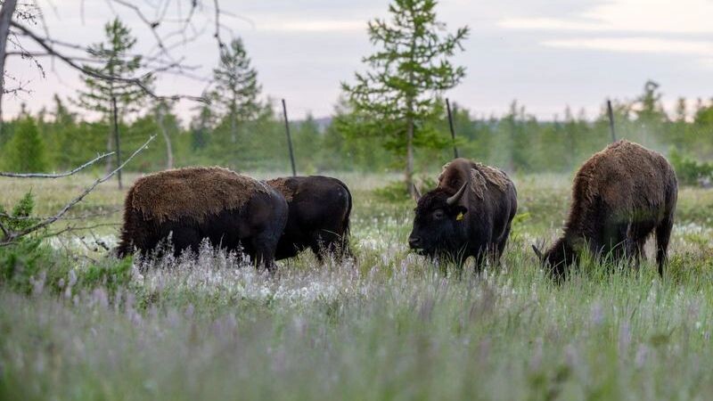    Фото: Юлия Чудинова / «Ямал-Медиа»