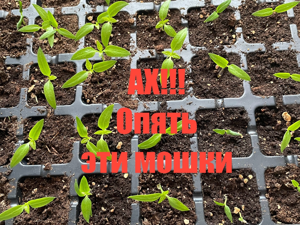 Февраль 2026, перцы