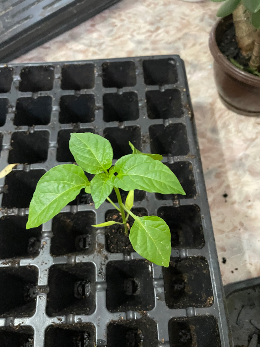 Пикировка перца 