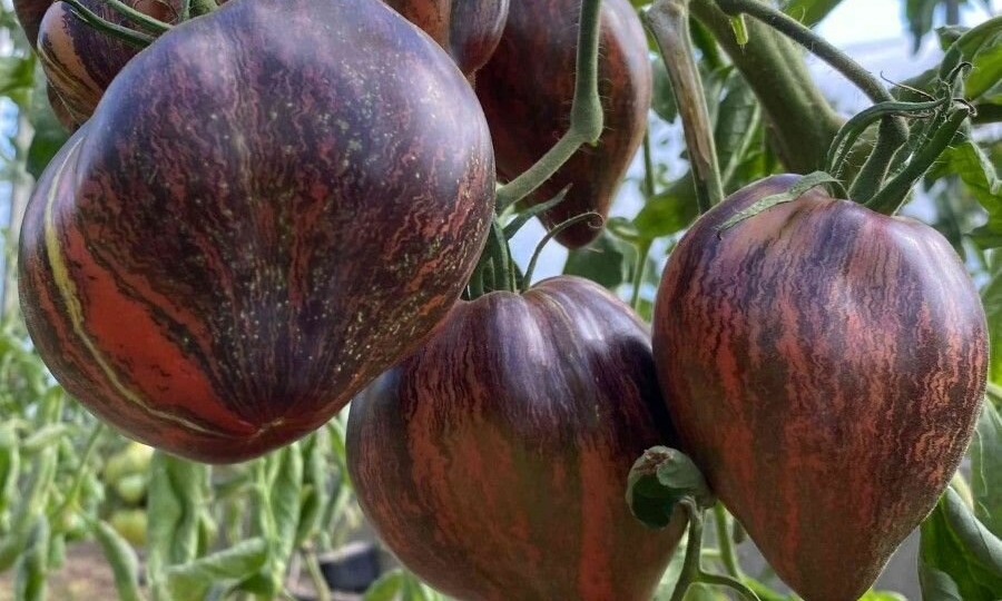 Мои любимые сорта томатов.