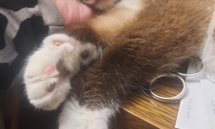 В приют едут ещё четыре кошки. Нужны деньги на корм!