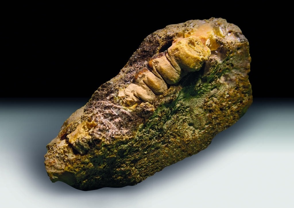 Янтарный комбинат нашёл камень возрастом 50 млн лет, повторивший форму личинки древнего жука.Фото: Янтарный комбинат Янтарный край  📷
