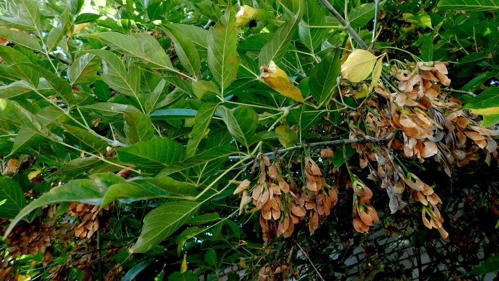  Клен американский