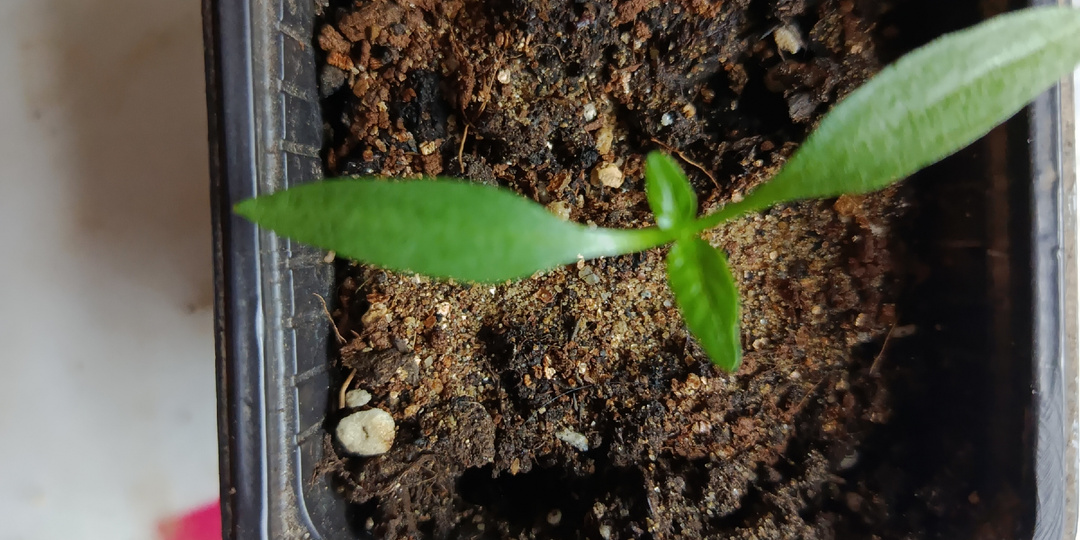 Перец после всходов: какая температура и свет нужна петелькам