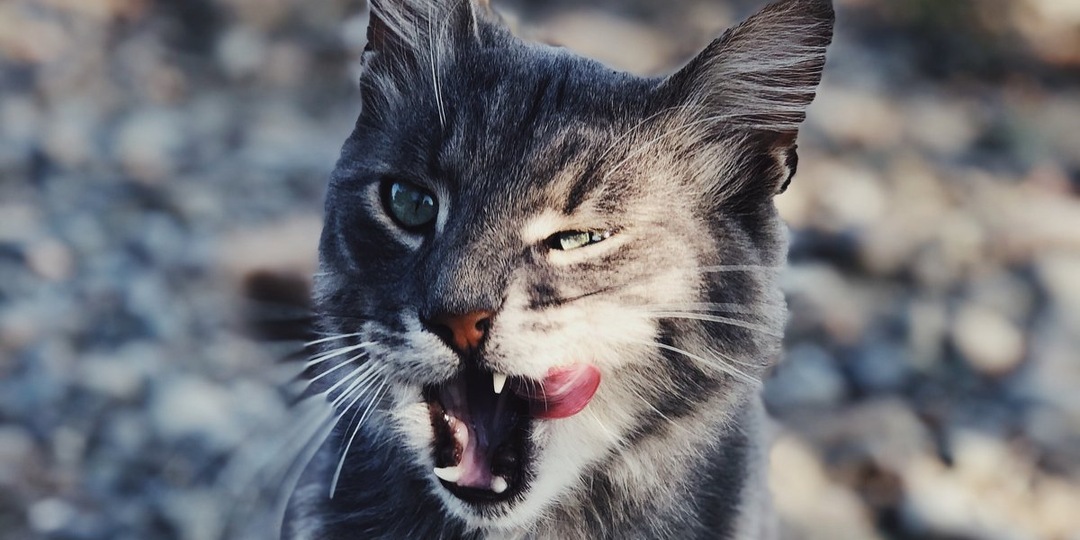 В Балашихе спасли Чудо-юдо: питомица с характером ищет дом