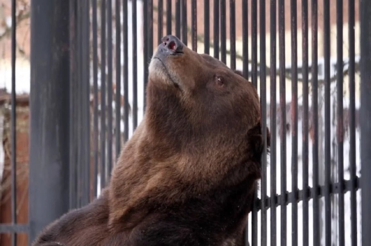    Медведи вышли из спячки в нижегородском зоопарке