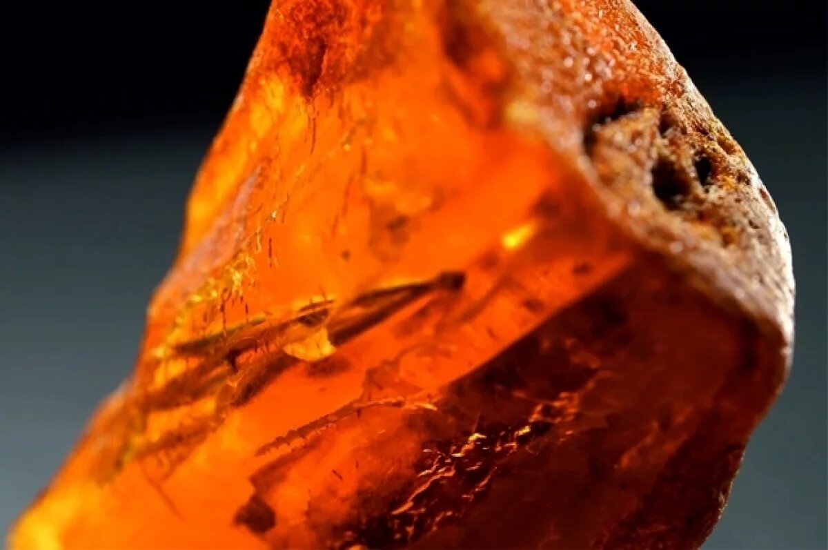    На янтарном комбинате нашли редкий слепок древнего жука