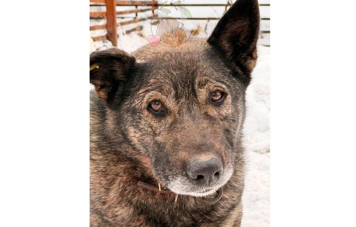 Официальный Telegram-канал приюта для животных "Того"