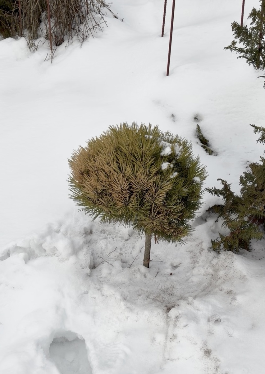 сосна чёрная Бамбино