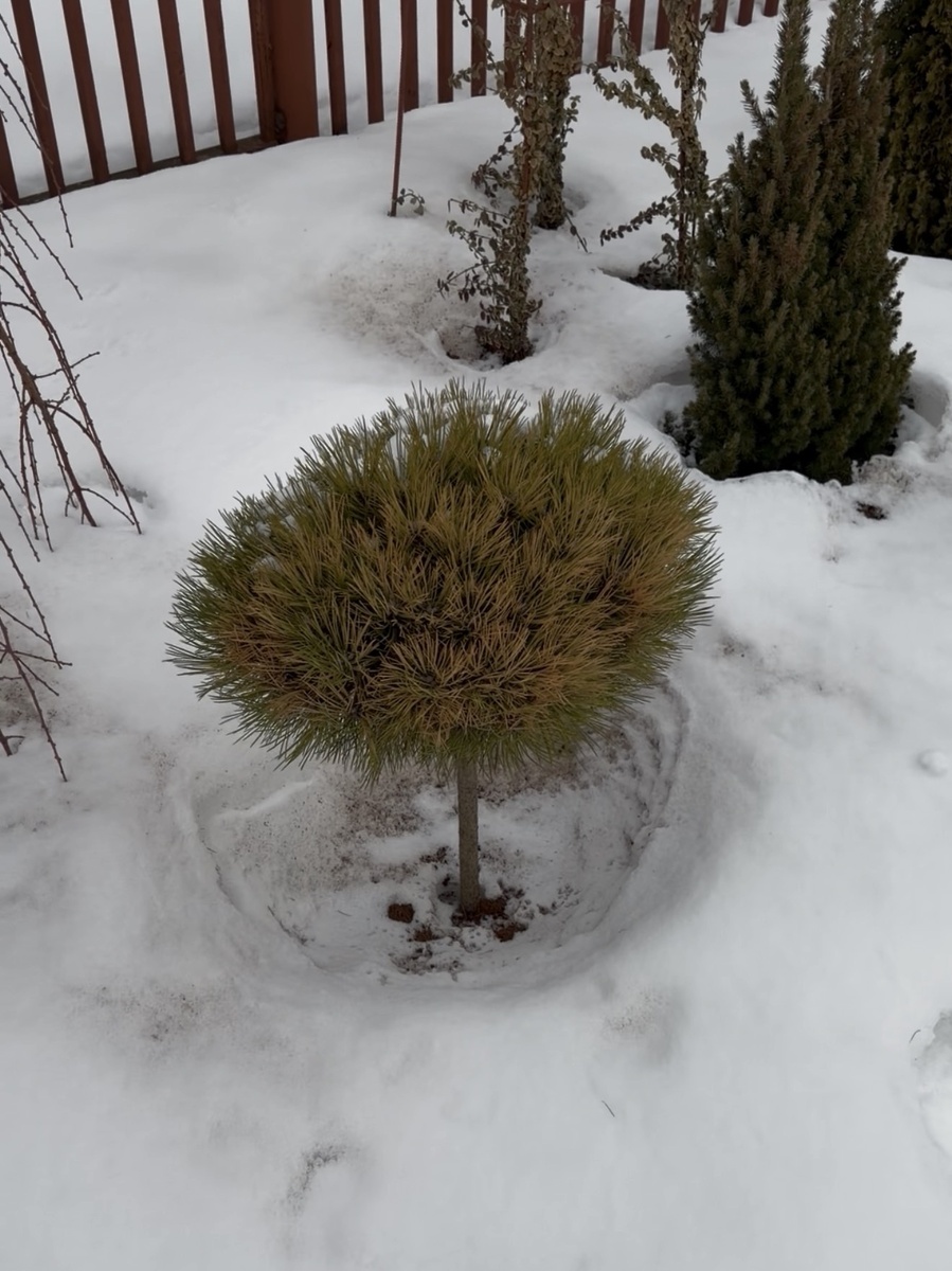 сосна чёрная Мари Брегон