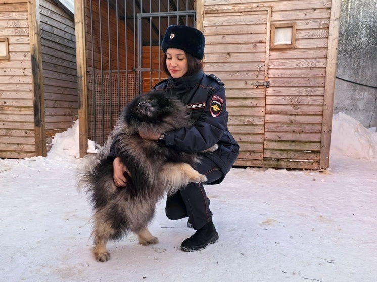     фото: пресс-служба УМВД РФ по Новгородской области