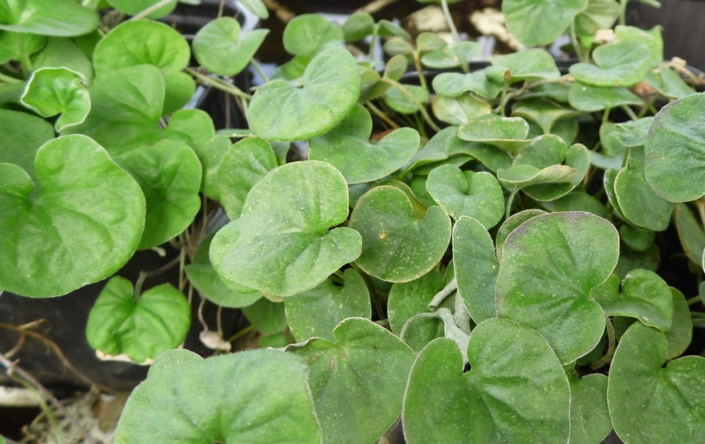  Дихондра Изумрудный водопад