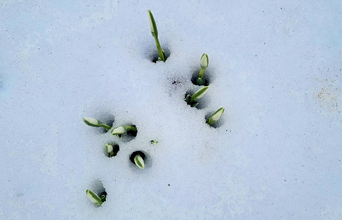 27/02/2026. Фото автора