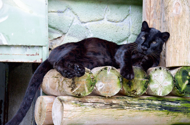 Фото: Дмитрий Куткин («Вечерний Челябинск»)