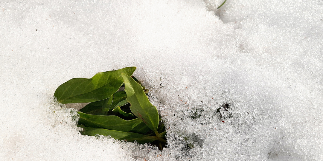 Навестила на даче цветок морозник, который провел под снегом два месяца