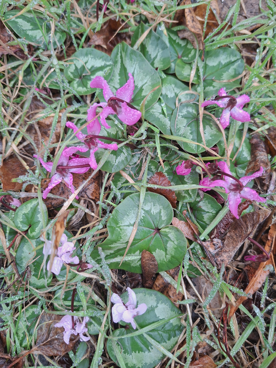 Фиалка цветёт в феврале.