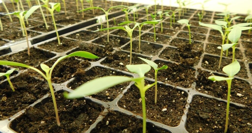 Благоприятные дни для посева рассады в марте 2026