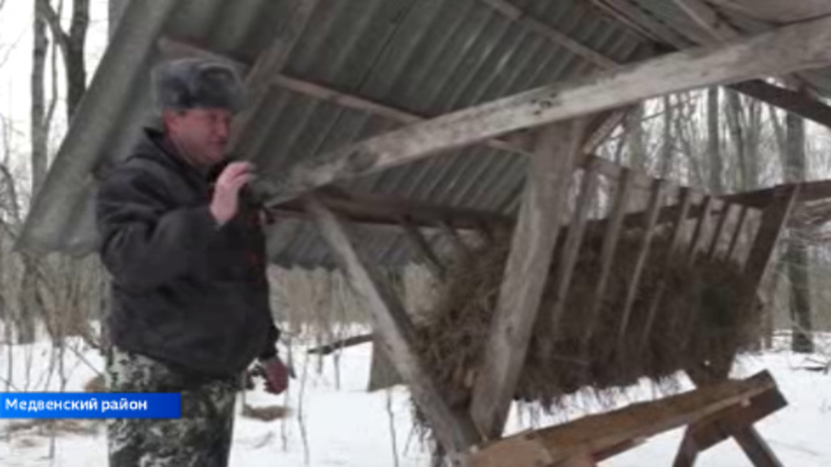    Охотоведы подкармливают диких животных в Медвенском районе Курской области
