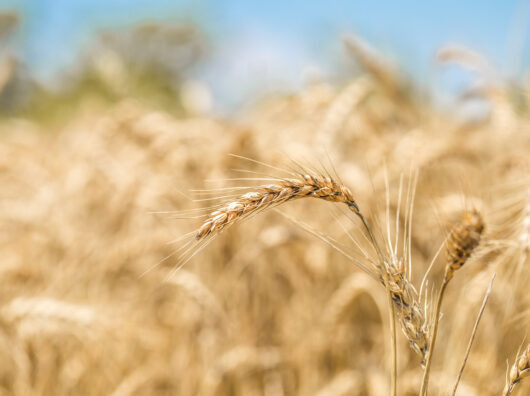    Пшеница // Фото с сайта https://www.freepik.com/