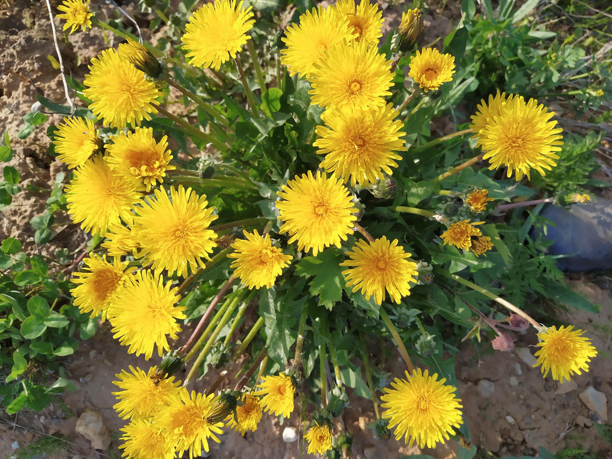 Весёлая семейка