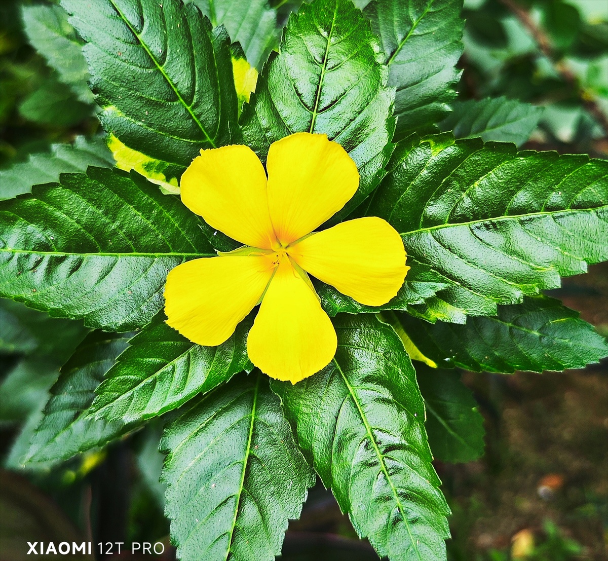 Тёрнера ильмолистная.