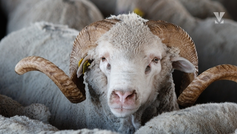      Фото: ИА «Победа26»