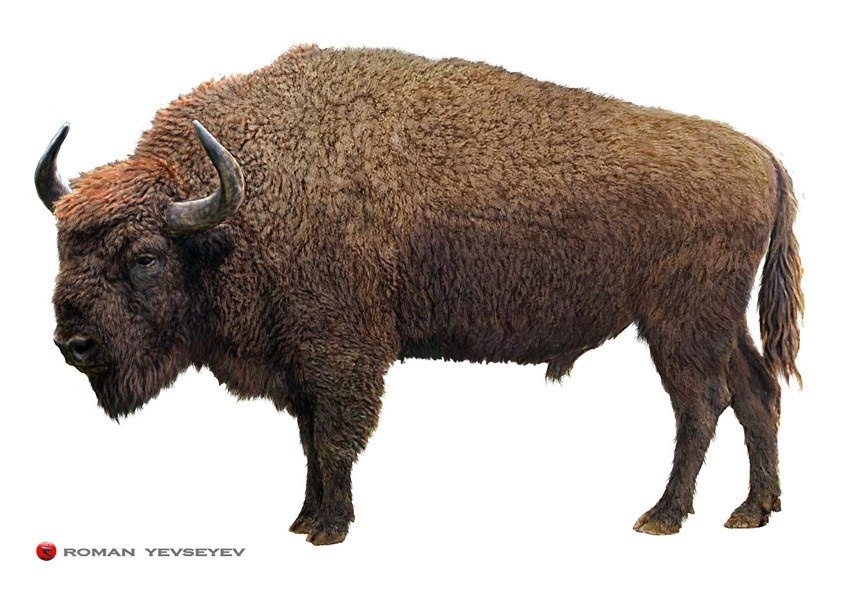 Степной бизон