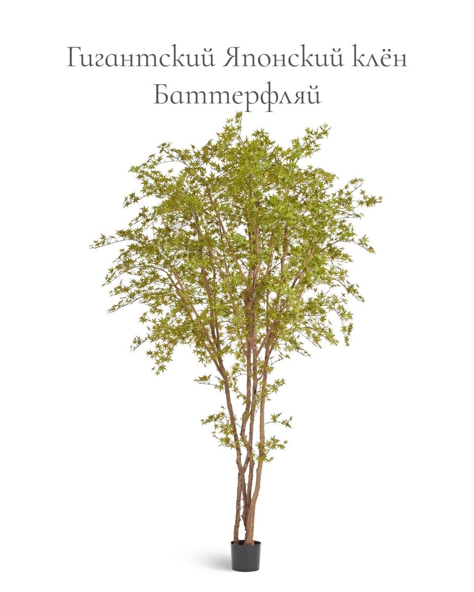 Кашпо и растения TREEZ Collection