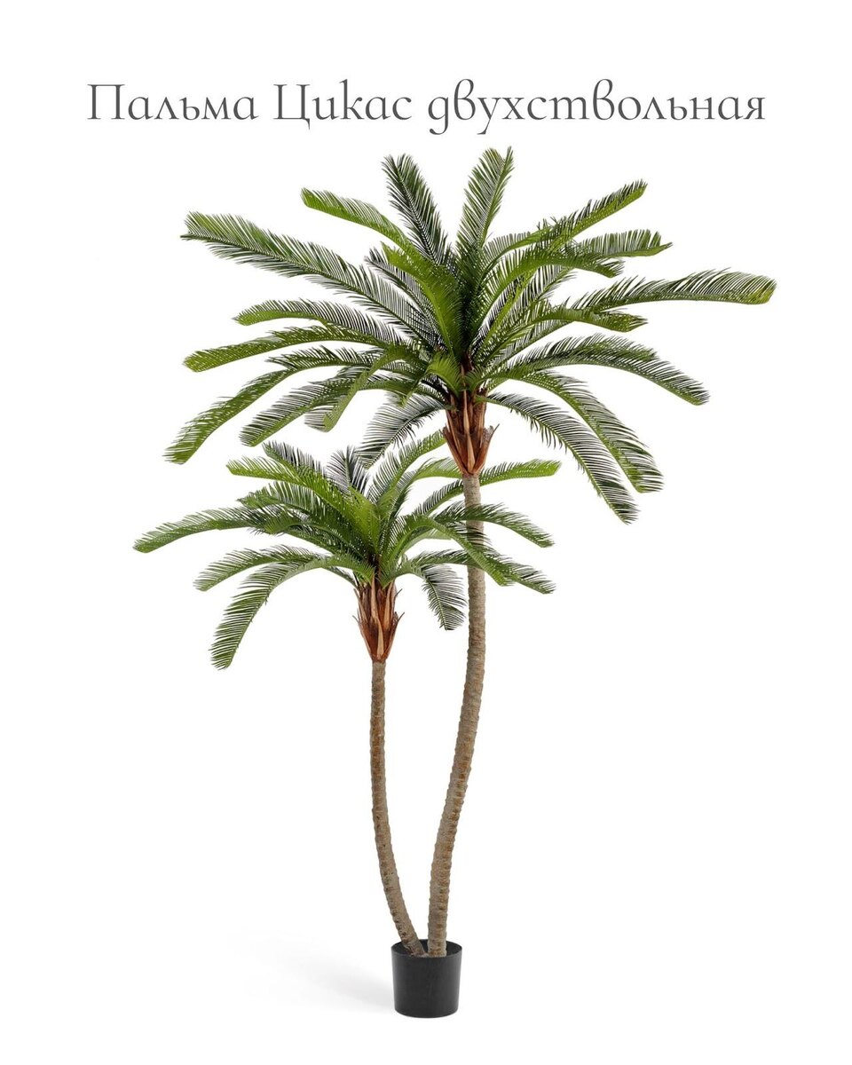 Растения TREEZ Collection