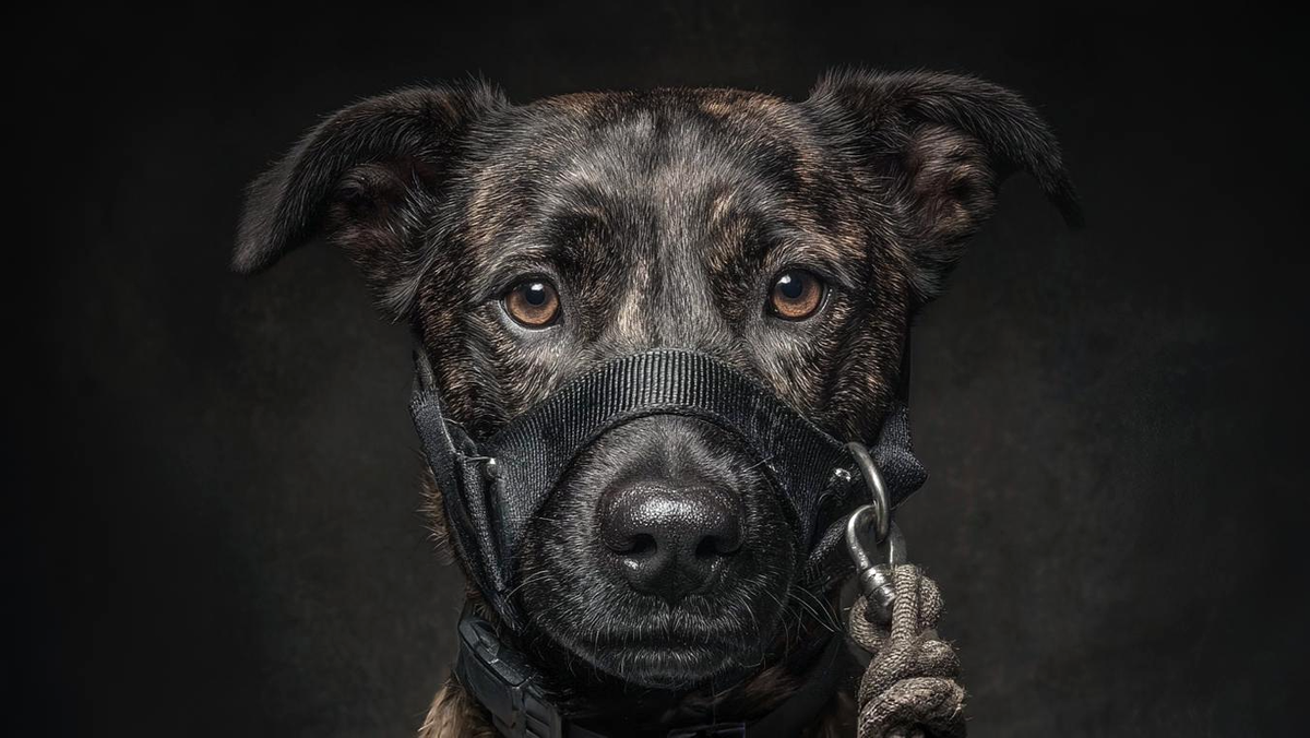    В Югре утвердили правила содержания животных