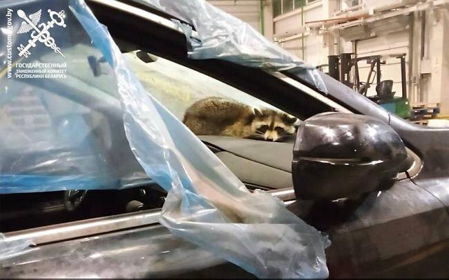 Енот Сеня в естественной среде обитания – на передней панели ввозимого в Беларусь автомобиля