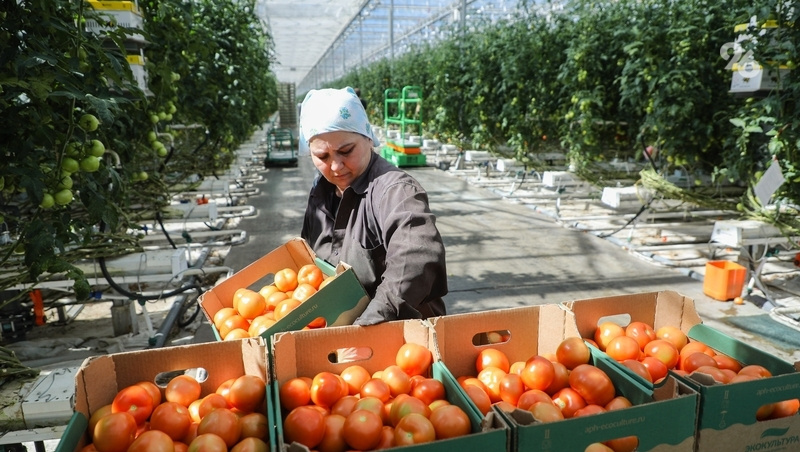      Фото: Дмитрий Ахмадуллин / / ИА «Победа26»