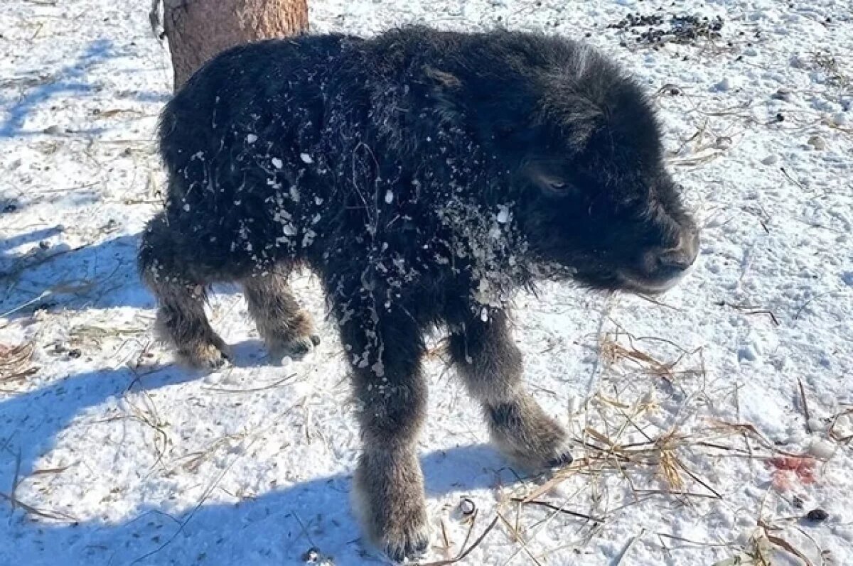    В Салехарде открылась фотовыставка «Заповедный Ямал. Тайны края земли»