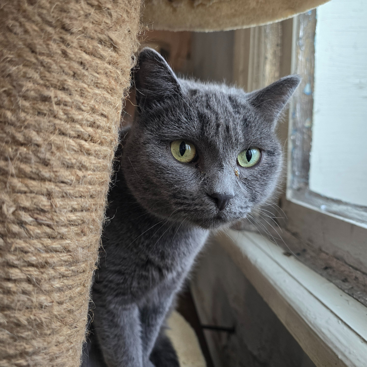 Серые глаза полны тайных планов захвата