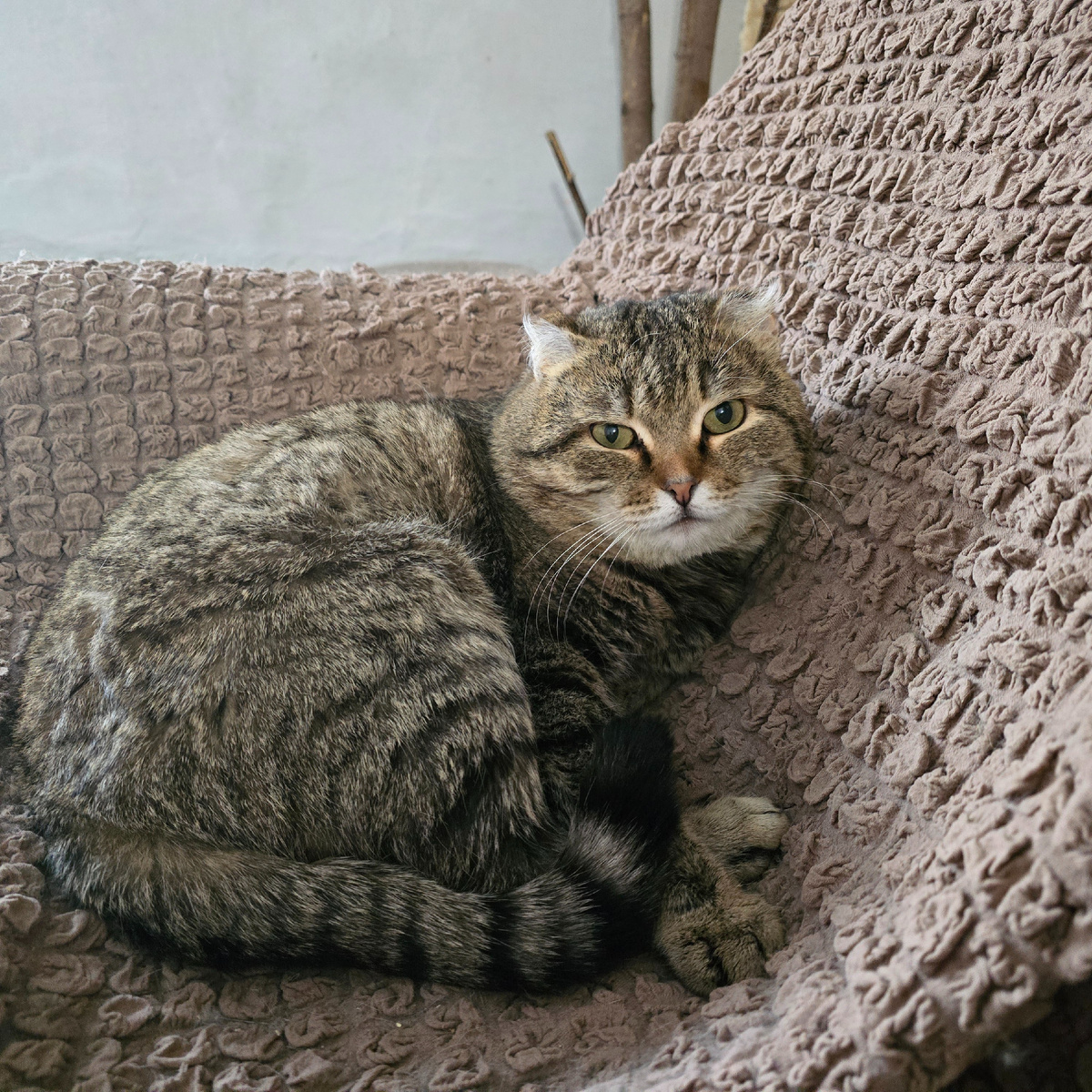 Полосатый мудрец размышляет о хитростях