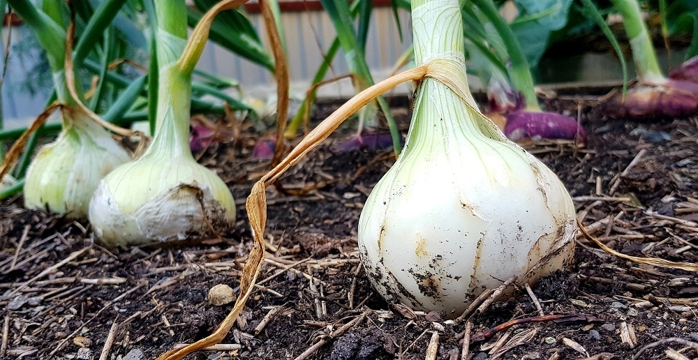    Крупный лук, выращенный из семян