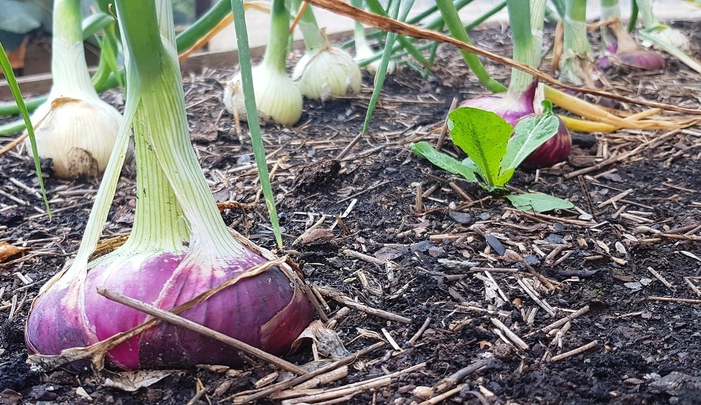    Репчатый лук из чернушки