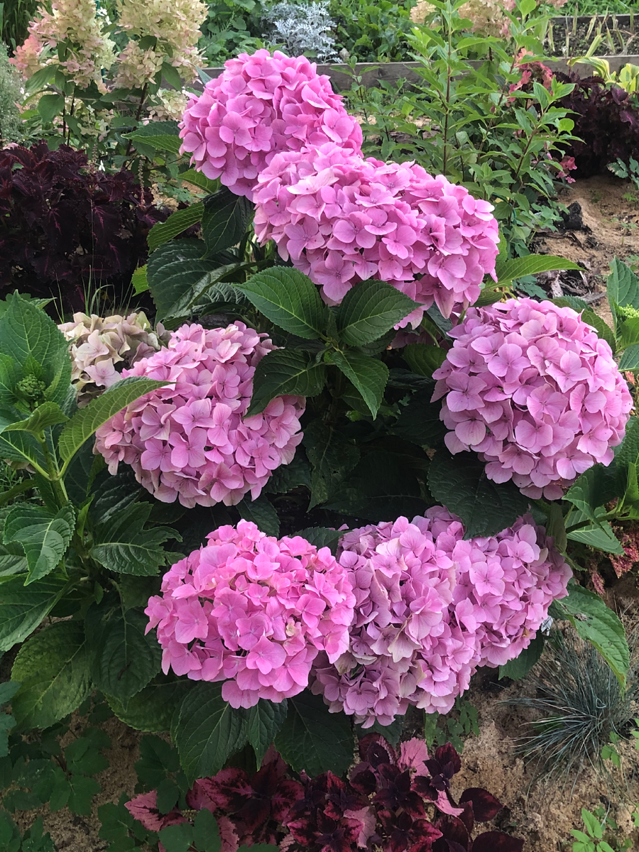 Крупнолистная гортензия Герда Штайнигер зимует в моем саду под укрытием. Сентябрь 2025