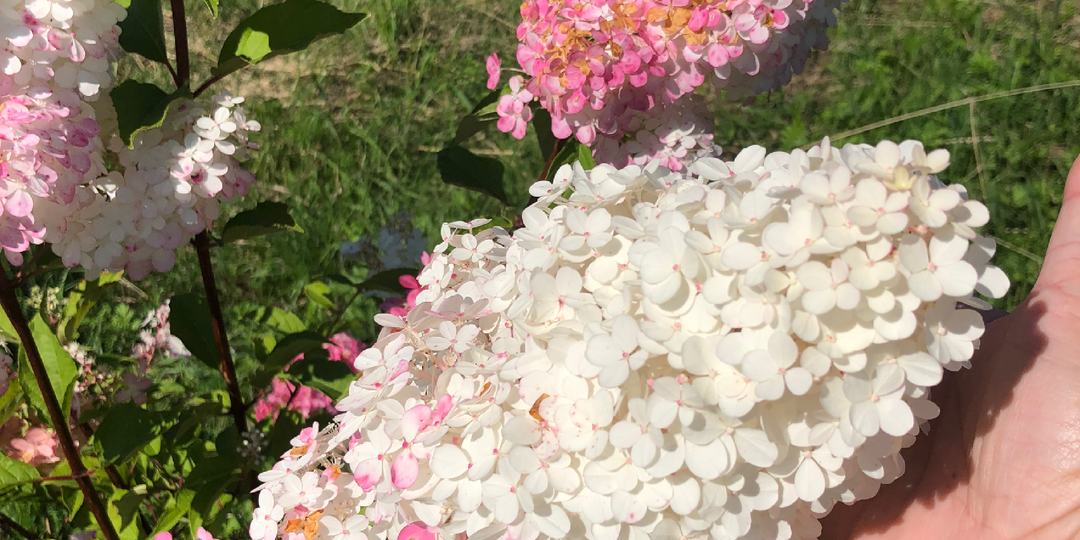 Мартовская обрезка гортензий: как не лишиться цветения летом