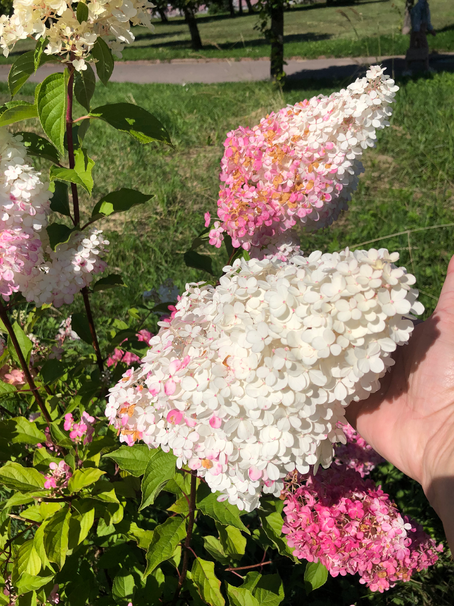 Молодой куст гортензии Ванилла Фрайз в городском озеленении г.Рыбинск, август 2025