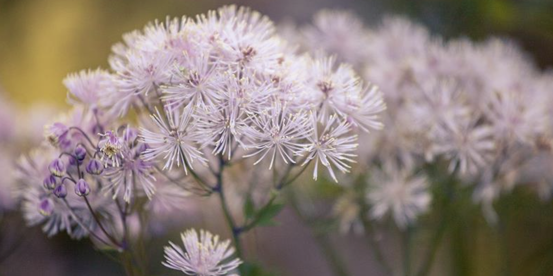 Цветы, которые сеют на рассаду в марте, чтобы к маю получить хорошую рассаду.