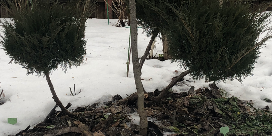 Хвойники после зимы: что обязательно сделать в марте, чтобы они не пожелтели