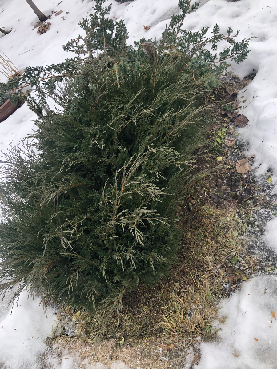 Казацкий можжевельник на другой клумбе. март 2025