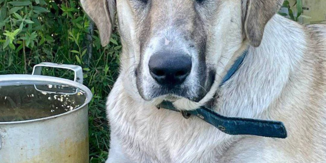 Она ждёт своего человека. Не хозяина — а друга на всю жизнь. ❤️