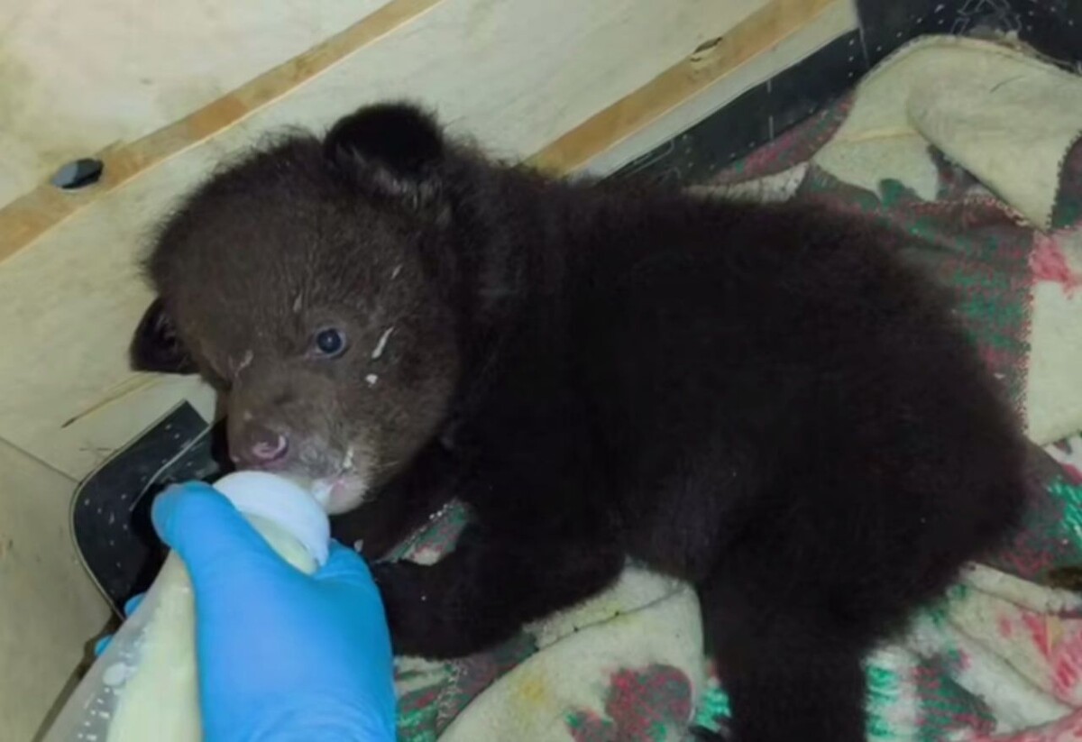     / Источник: Кадр из видео